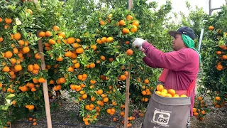 Pisca de Mandarina Por Contrato En Estados Unidos /amazing harvest tangerine🍊