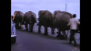 Vintage Cine Film - Circus Elephants Parade In Poole Dorset 1960s 8mm home movie