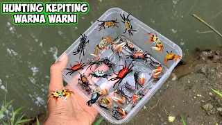 HUNTING KEPITING WARNA WARNI UNTUK DITARUH DIPULAU KEPITING DIKOLAM AIR PAYAU