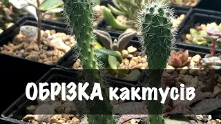 Обрізка, переукорінення витягнутих кактусів