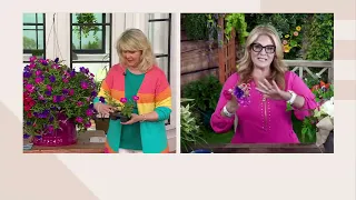 Phillip Watson Designs 3pc Headliner Sky Petunia Live Plants on QVC