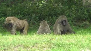 Olive baboon troupe