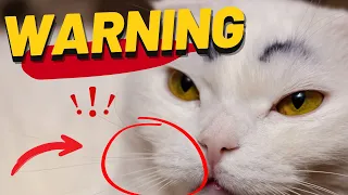 How to KNOW if your cat LOVE YOU - 14 Signs That Proves It!