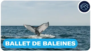 Ballet de baleines