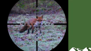 Fox and squirrel shooting