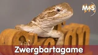 B wie Bartagame | Zwergbartagame | Pogona henrylawsoni | Reptilien ABC