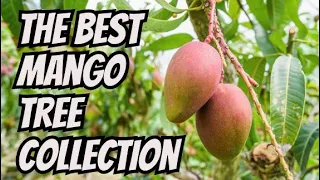 One Of The Best Collections of Mango Trees You Will Ever See