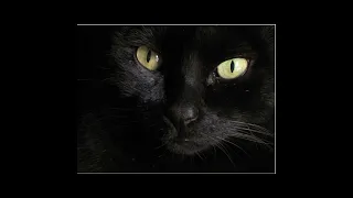 Почему у кошек глаза светятся в темноте? Видео с котами #кот#cats