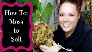 How to Transition Houseplant Propagations - Moss to Soil/Greenhouse to Plant Shelf