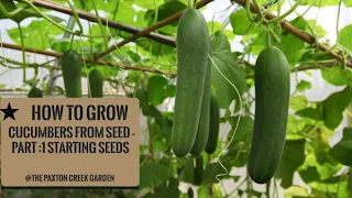 How to Grow Cucumbers from Seeds : Part 1 Starting Seeds!