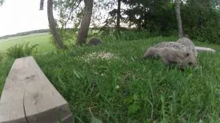 Hedgehog fighting