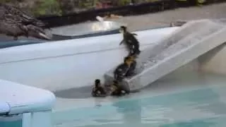 Wild baby ducks with mom, first day in their life