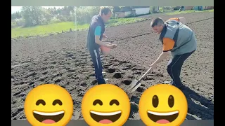як правильно садити картоплю))