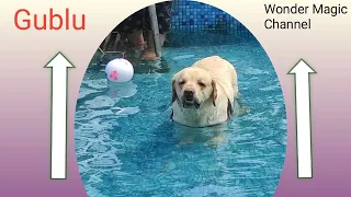Viral Dog Loves Swimming Pool 🐶 My Dog Rents a Swimming Pool