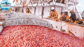 The Most Delicious Shrimp In The World - Catch & Process hundreds of tons of shrimp with modern boat