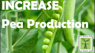 How to INCREASE your pea yield