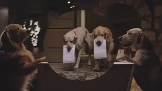 Funny Commercial Dog Doggie Bag Subaru