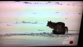 Alpha Male Wolf Catches Daughter Having Sex