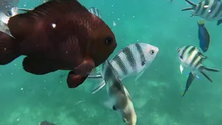 Snorkeling in Mombasa Kenya