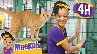 🐱Meekah Visits Pets at the Animal Shelter!!🐱 | 4 HOURS OF MEEKAH! | Animal Videos for Kids