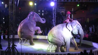 2018-4-21 Elephants in Albany NY Garden Bros Circus