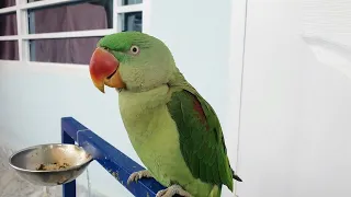 New Alexander Parrot Talking Video | Parrot Sound New | Alexander parrot talking #parrots #alexander