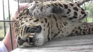 Леопард обожает, когда его гладят