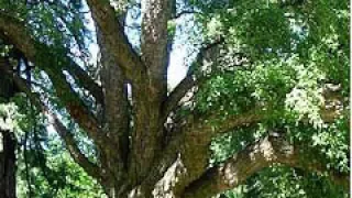 List of national trees | Wikipedia audio article