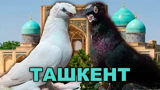 Выставка в Ташкенте 28.05.2023! Двухчубые голуби. Tauben. Pigeons. Palomas. Pombos. 비둘기.