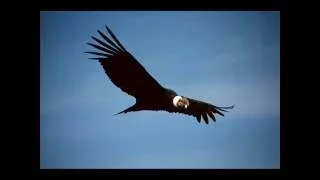 Inti Illimani - el condor pasa