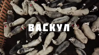 Експедиція на полонину Васкул, 300 овець, як подоїти? Чому вурда, а не будз в Квасах на Закарпатті?