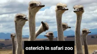 Ostrich close view at safari park lahore