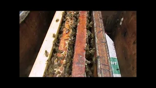 разные методики исправления пчел трутовок - какие ошибки можно допустить при этом