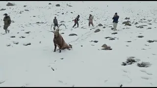 what an amazing hunt by the American hunter of ibex  at  gojal hunza pakistan