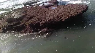 FUKUSHIMA News;; OB San Diego Tide pools 12 12 2023 are DEAD