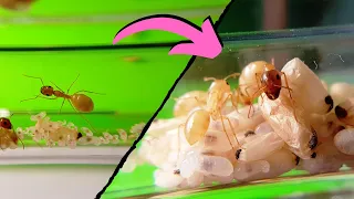 Nouveaux soldats chez mes fourmis ?! (Camponotus fedtschenkoi)