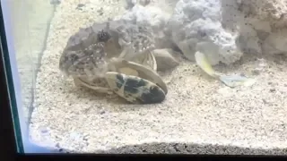 Box crab eats clam!