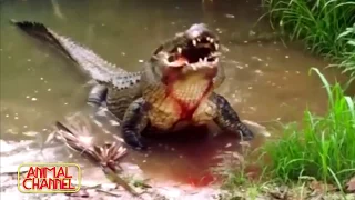 Most Spectacular Crocodile Attacks Compilation including Crocodile vs Lion, Elephant   GRAPHIC