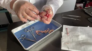 Chicken Wing Dissection Tutorial | Biology Mini-lab Series |