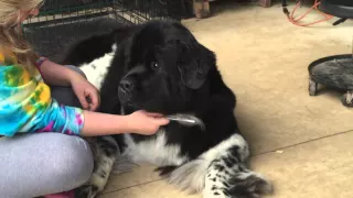 Newfie having a fit during grooming