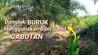 dampak buruk menggunakan bibit sawit cabutan