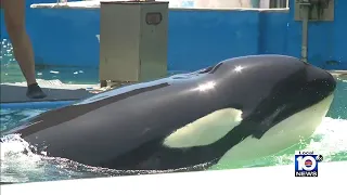 Here is an exclusive look at the orca trapped at Miami Seaquarium