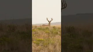 GIANT spot and stalk mule deer! Who’s ready to start chasing these guys? #hunting #deerhunting #deer