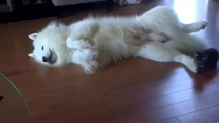 Little kitten playing with his samoyed (Vidor) :)
