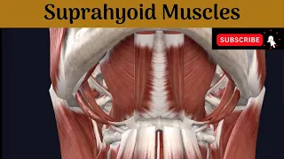 Supra-hyoid Muscles | Attachment | Nerve Supply |Actions |Relations of Posterior belly of Digastric