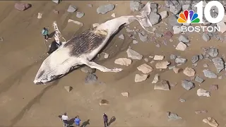 Dead whale washes up on Mass. beach — and not for the first time