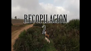 Cazando conejos con podencos. Recopilación 2