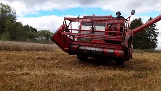 Kauran puintia MF 206 leikkuupuimurilla