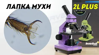 Микроскоп Levenhuk Rainbow 2L PLUS | ОБЗОР | ТЕСТ