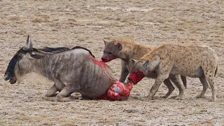 Hyenas eat a gnu alive